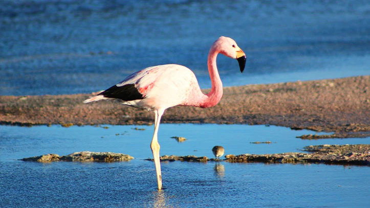 Flamengo rosado descansando en una laguna