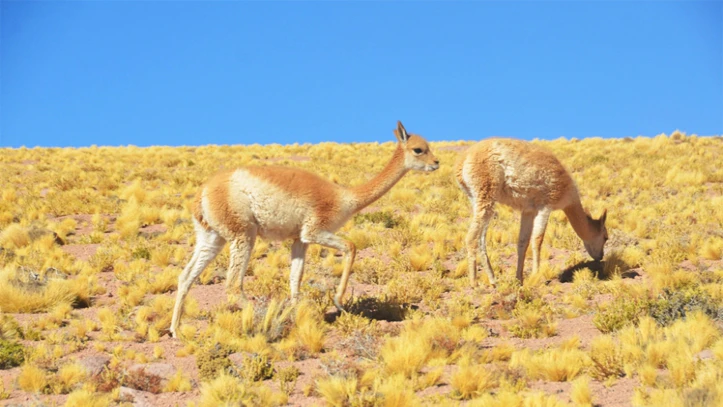 Par de guanacos caminando en Atacama