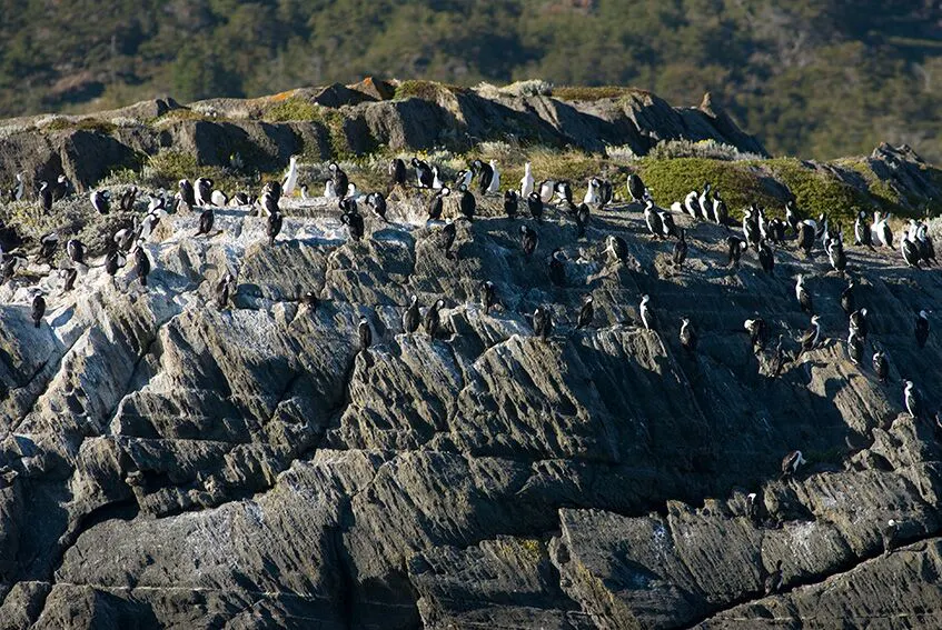 pared_cormoranes_patagonia