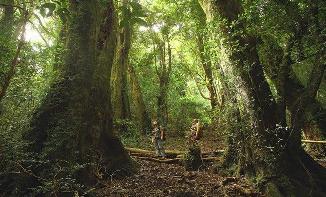 rsz_isla-mocha-bosque-chile