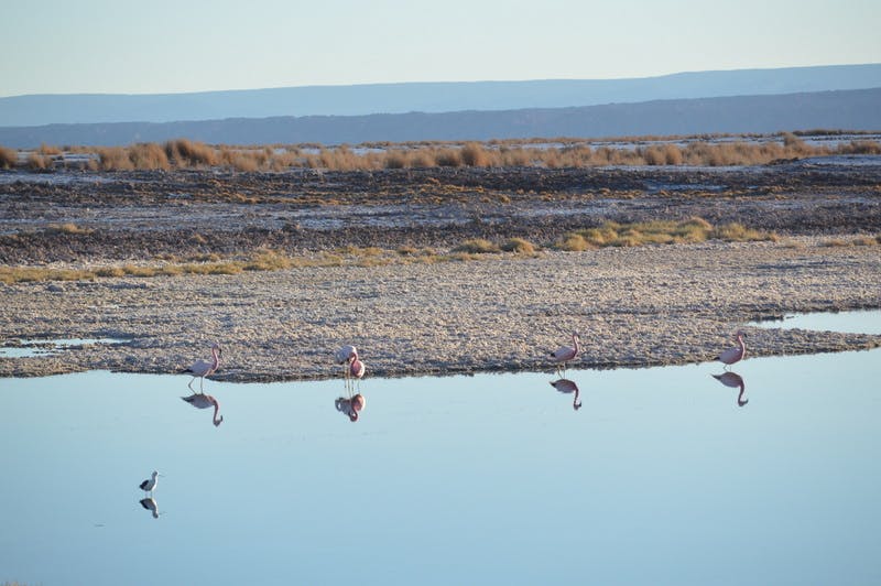 denomades-san-pedro-atacama-cejar-mcadeneau-7