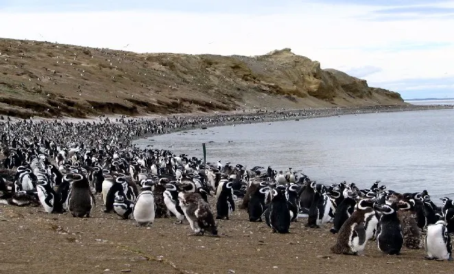 isla-magdalena-pinguinos todopatagonia_net