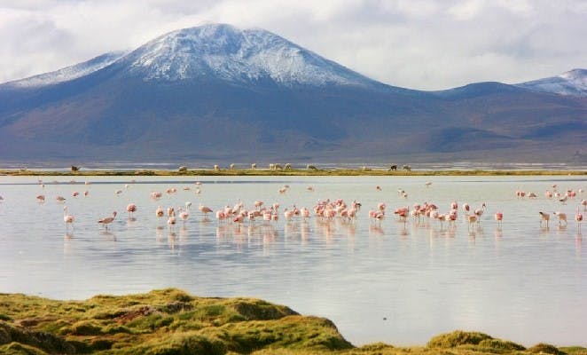 Monumentos-naturales-chile-salar-surire