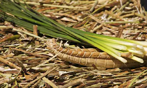 denomades-uros-puno-totora