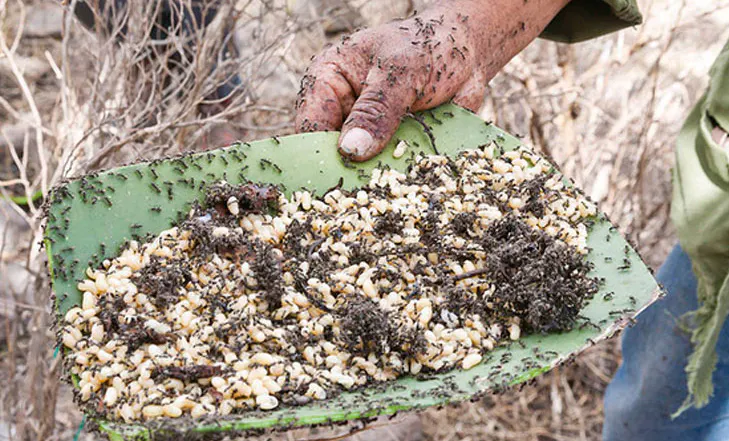 Las 8 comidas más exóticas de Latinoamérica