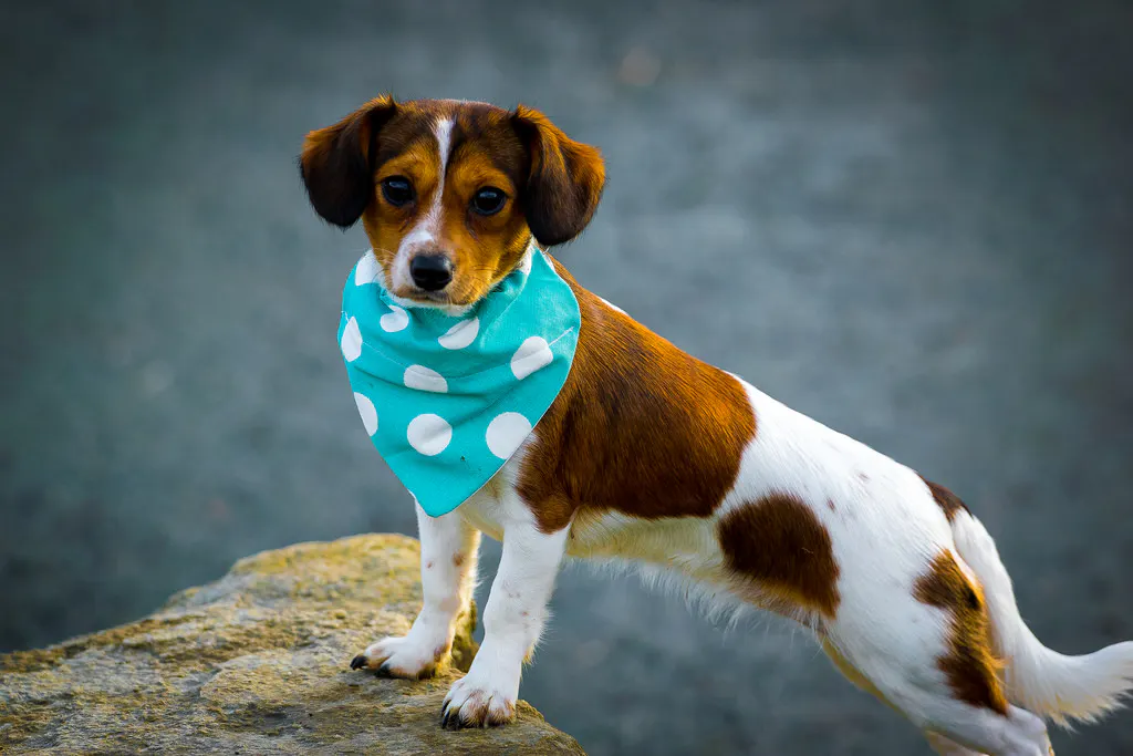 12278276084_b88fd58461_b