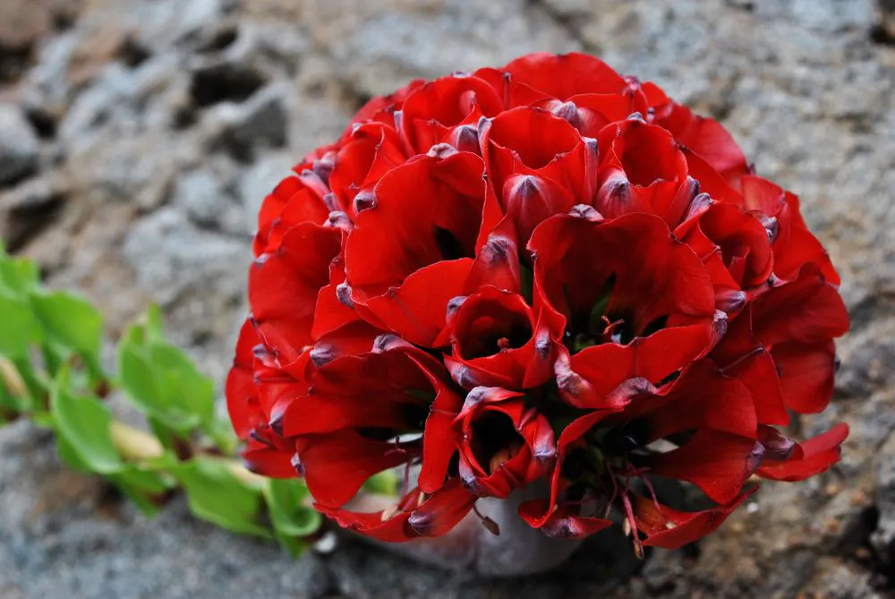 garra-de-leon-desierto-florido