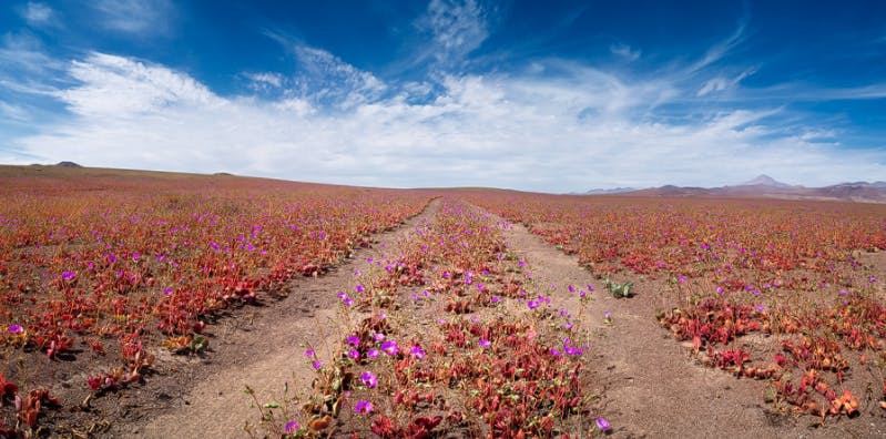 huella-desierto-florido