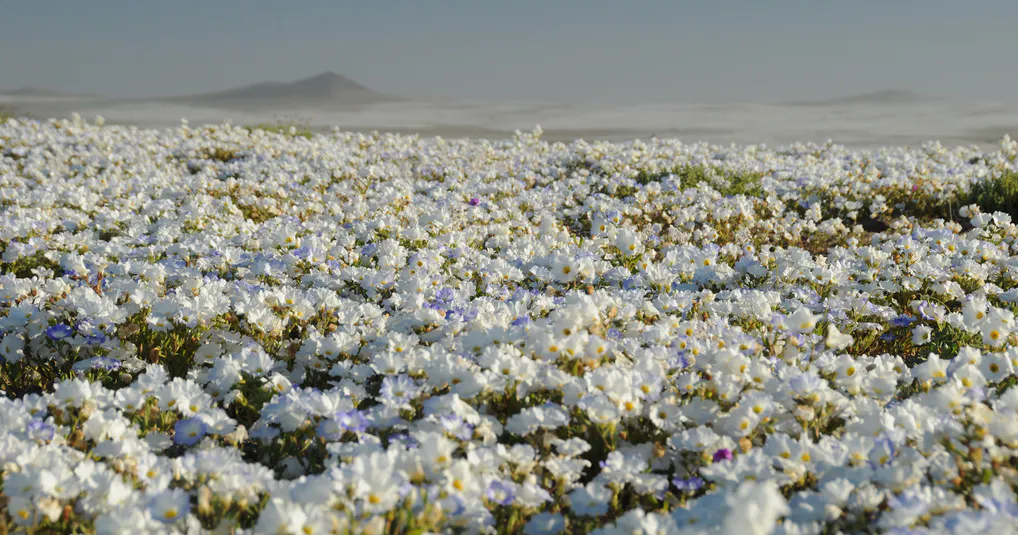 flores-blancas-en-el-desierto