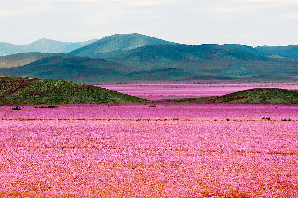 Desierto florecido de color rosado y montañas