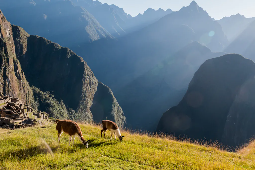 llamas-machu-picchu