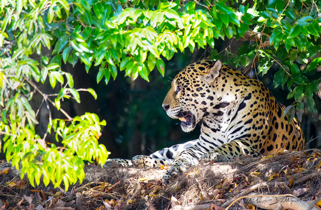 Jaguar en Brasil