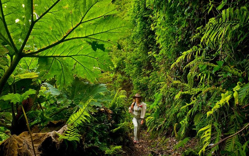 Turista en medio de selva verde