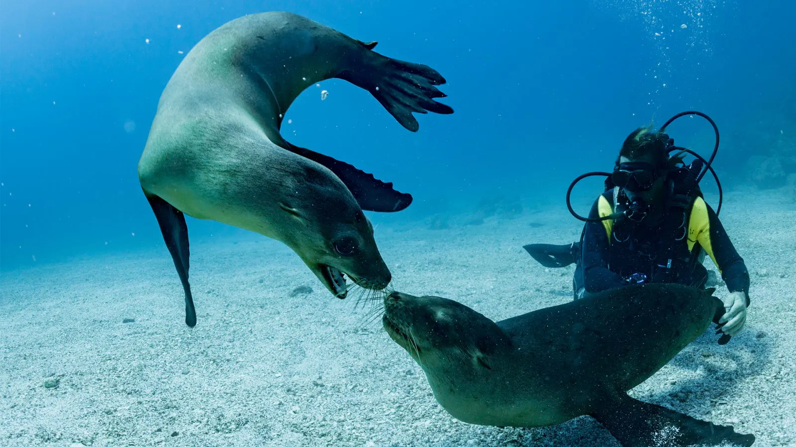 Buceo y cardumen de peces