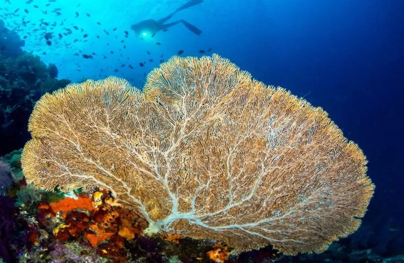Buceo en isla de pascua