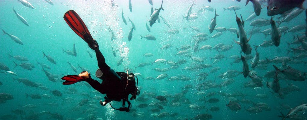 Buceo y cardumen de peces