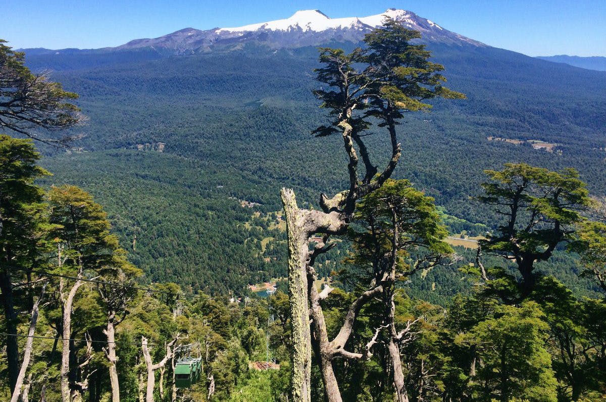 Vista al bosque y montaña desde la altura