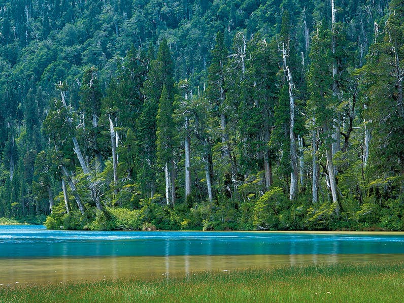 Laguna frente a alerces y bosque infinito