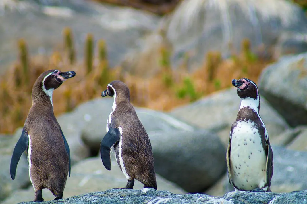 Tres pingüinos sobre rocas