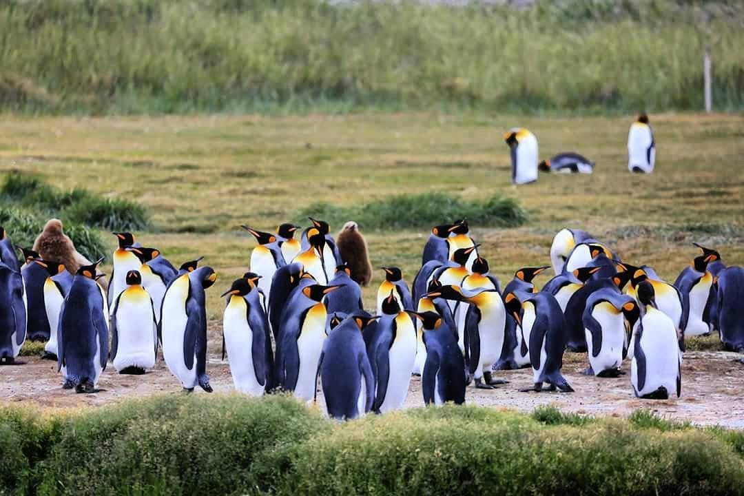 Colonia de Pingüinos Rey