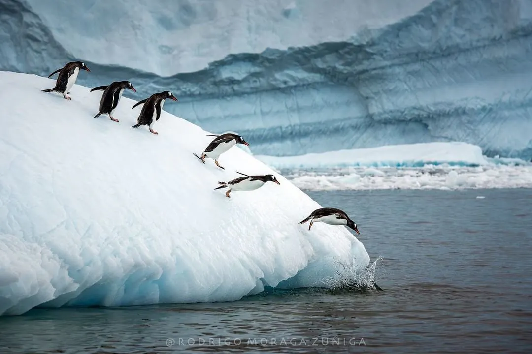 Pingüinos Papúa saltan al agua desde el hielo