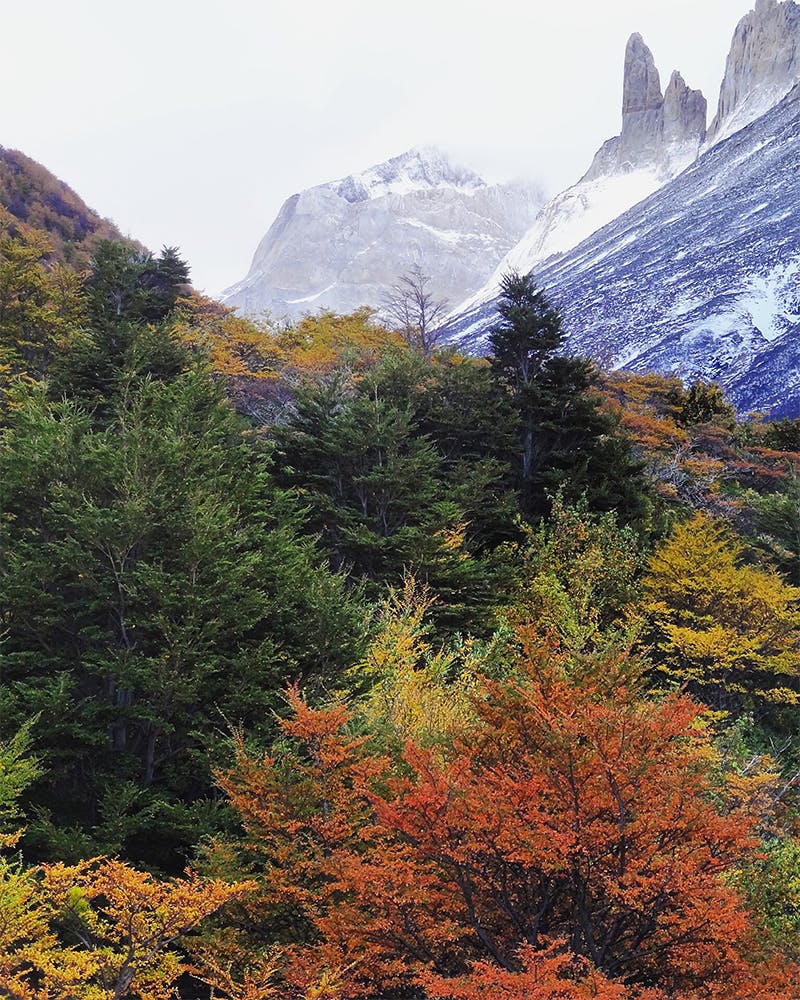 Arboles otoñales y montañas