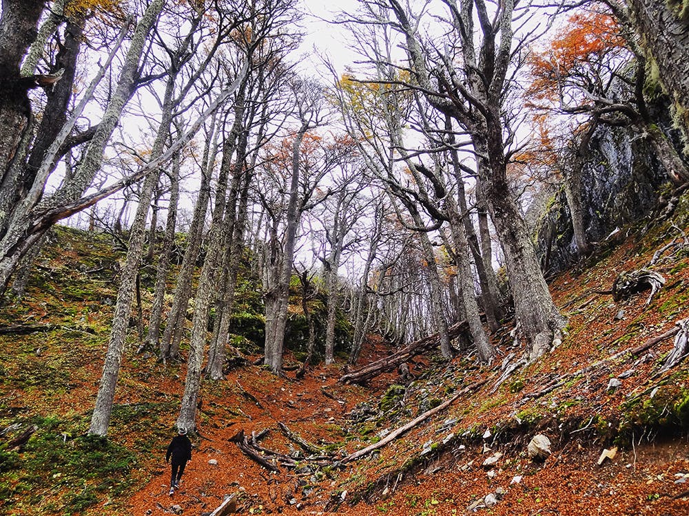 Bosque gigante