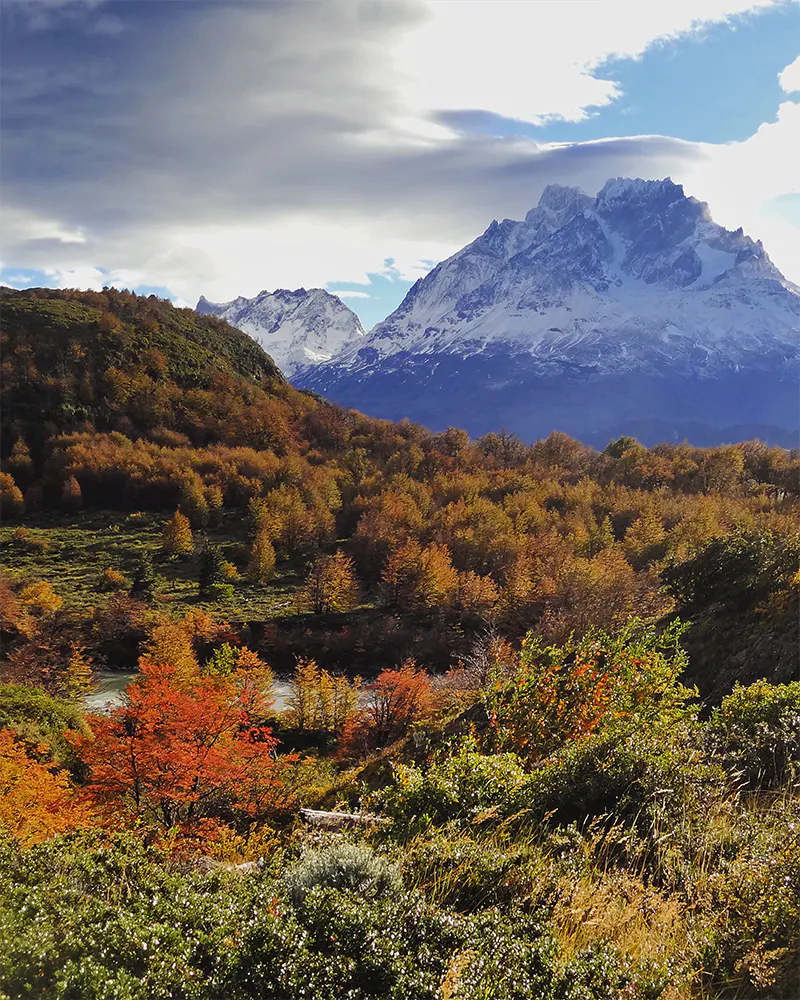 Bosque patagónico y montaña nevada de fondo en Torres del Paine