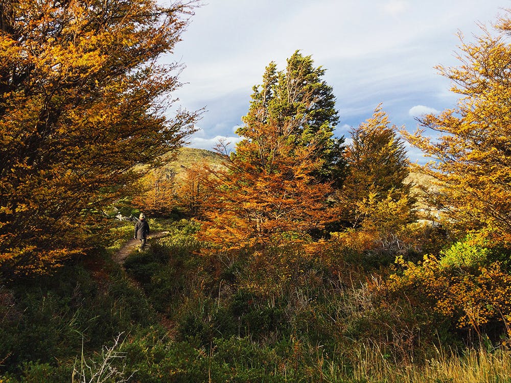 Bosque en otoño