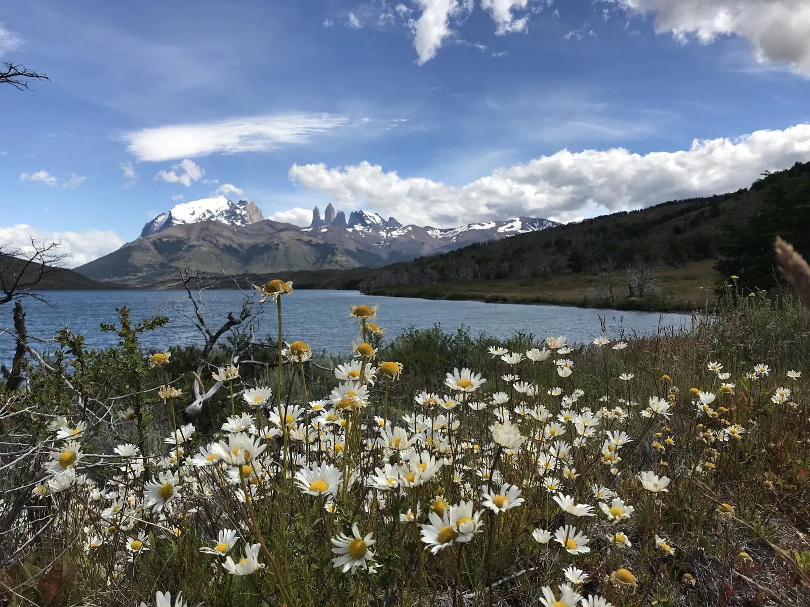 Flores, laguna y las torres del paine al fondo del paisaje