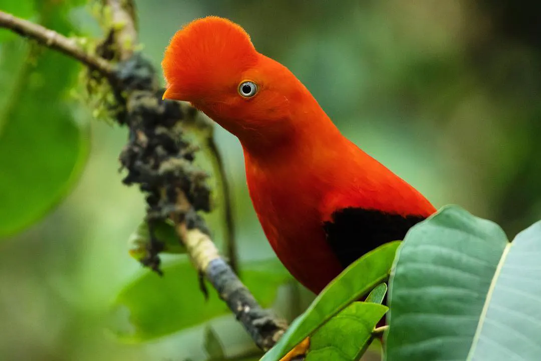 Ave extraña roja en la selva