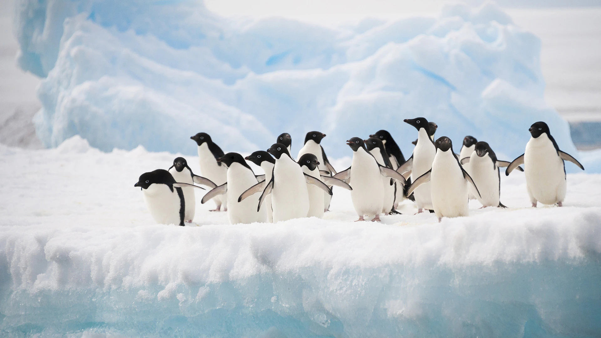 Pinguinos en la antartica