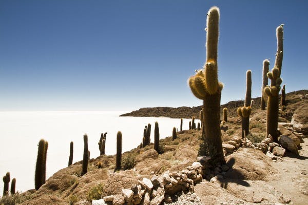 Cactus en cerro encima de salar color blanco