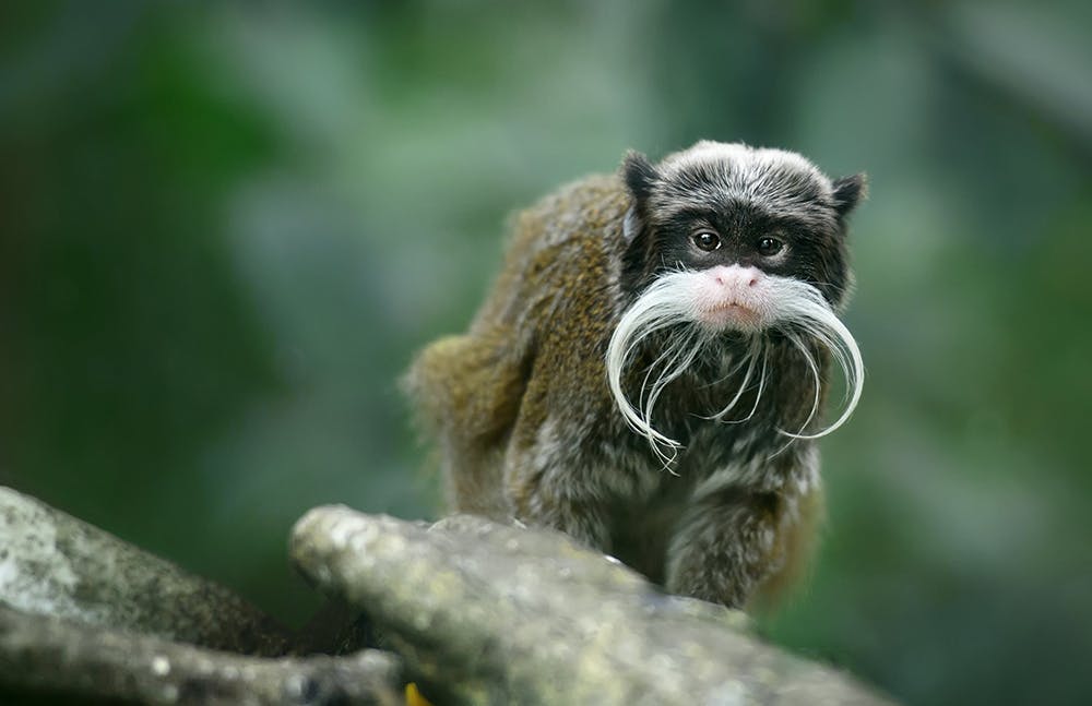 Mono parado sobre una roca en la selva