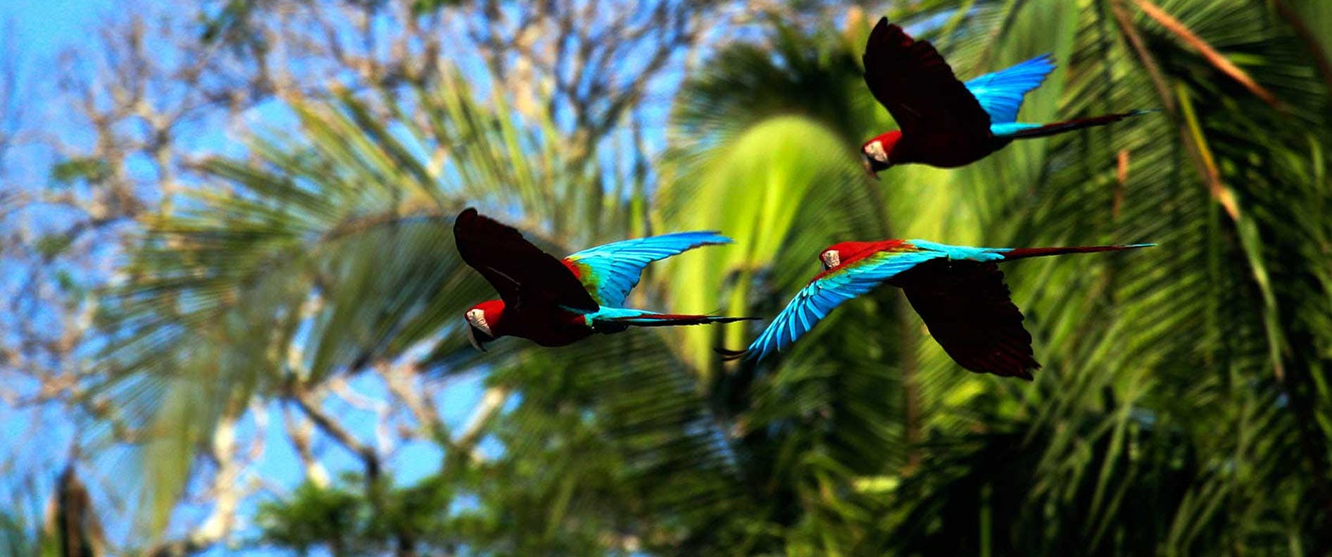 Loros volando por la selva en el parque nacional del manu