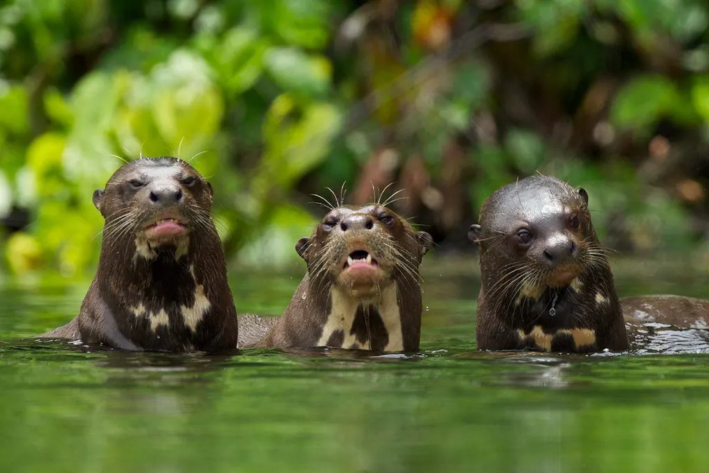 lobos-de-rio Tres nutrias gigantes en el lago sandoval