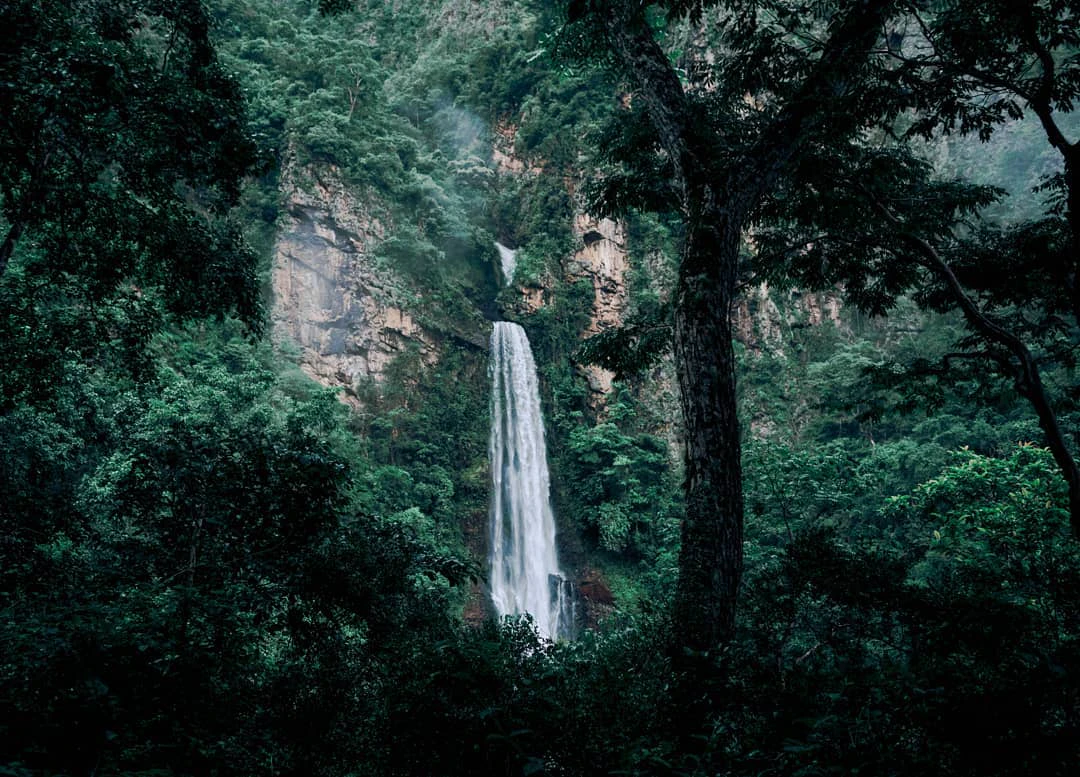 Catarata con bosque de frente