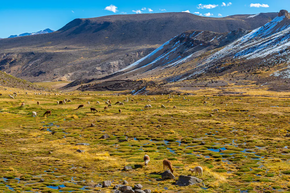 Llamas en paisaje montañoso en uno de los lugares turísticos de arequipa