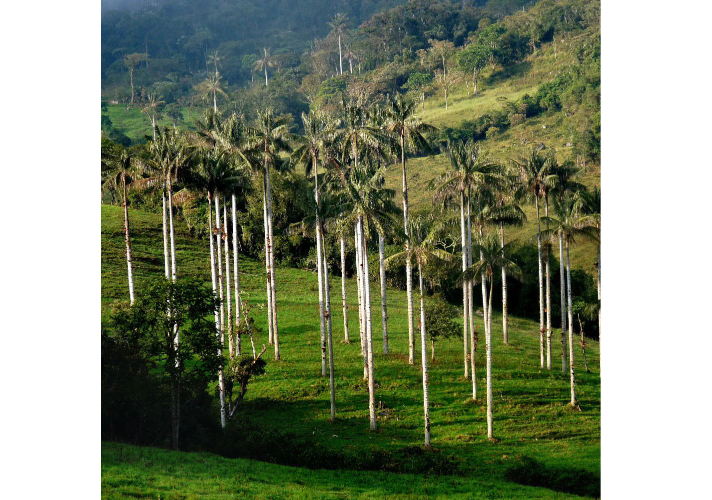 Bosque de palmeras en la selva