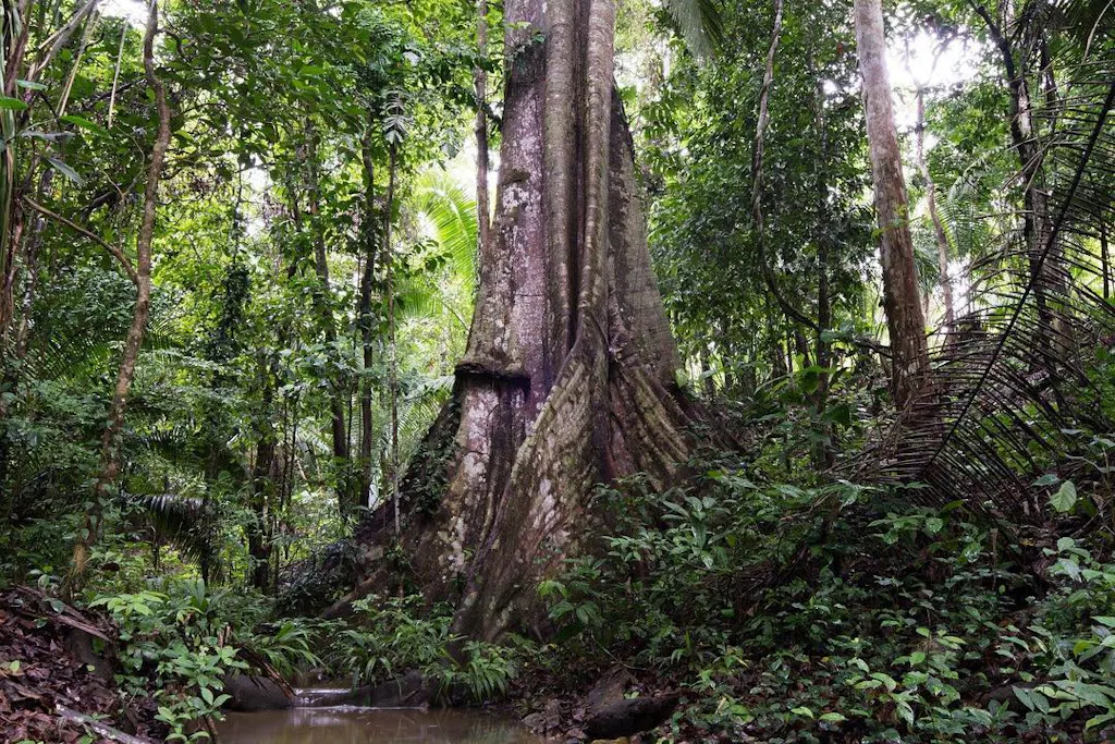 arbol-mayantuyacu Arbol milenario gigante en medio de la selva