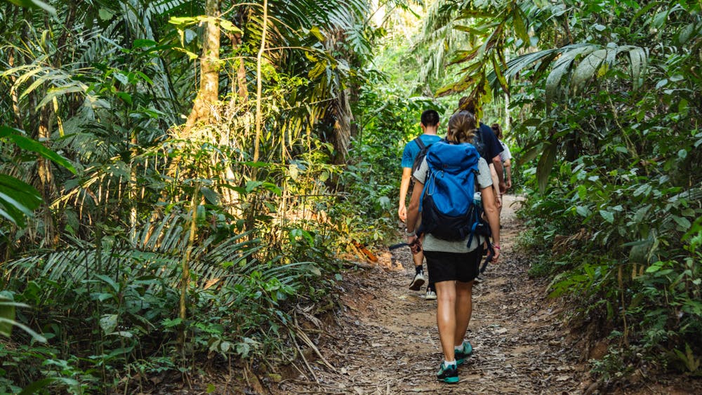 Viajero caminando por la selva