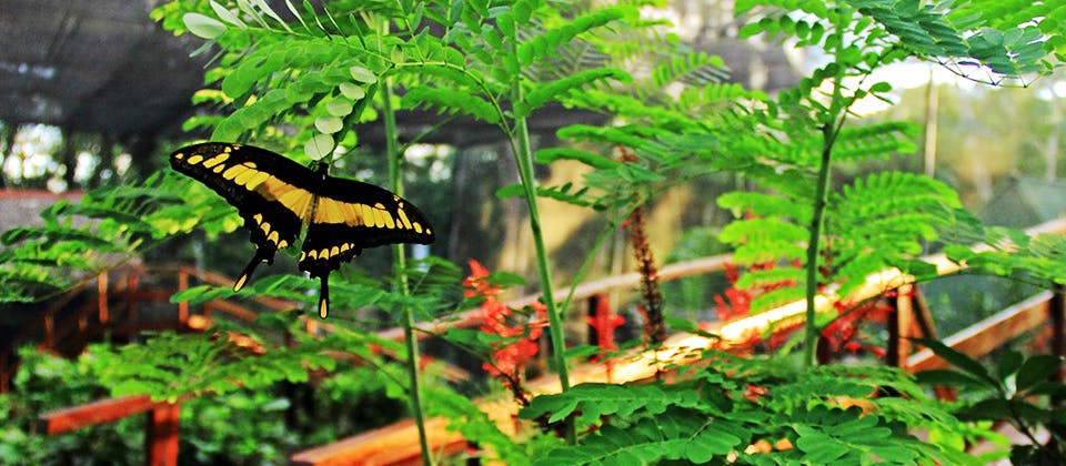 Mariposa en mariposario de puerto maldonado