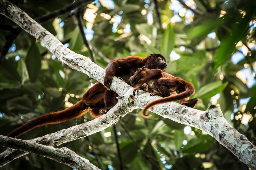 Monos en los árboles de la selva de iquitos