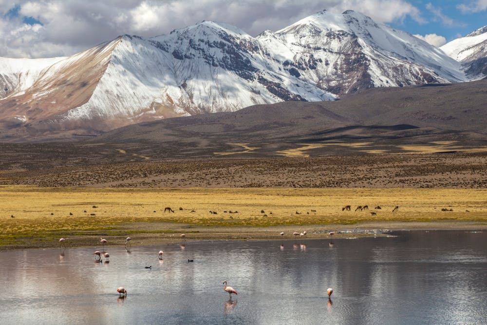 Laguna con flamingos enmedio del altiplano chileno