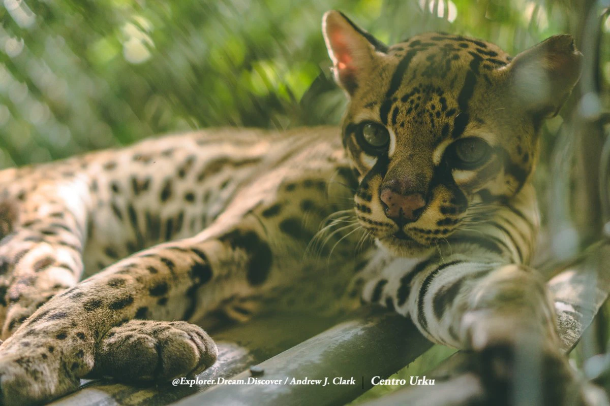 Ocelote en centro de rehabilitacion animal