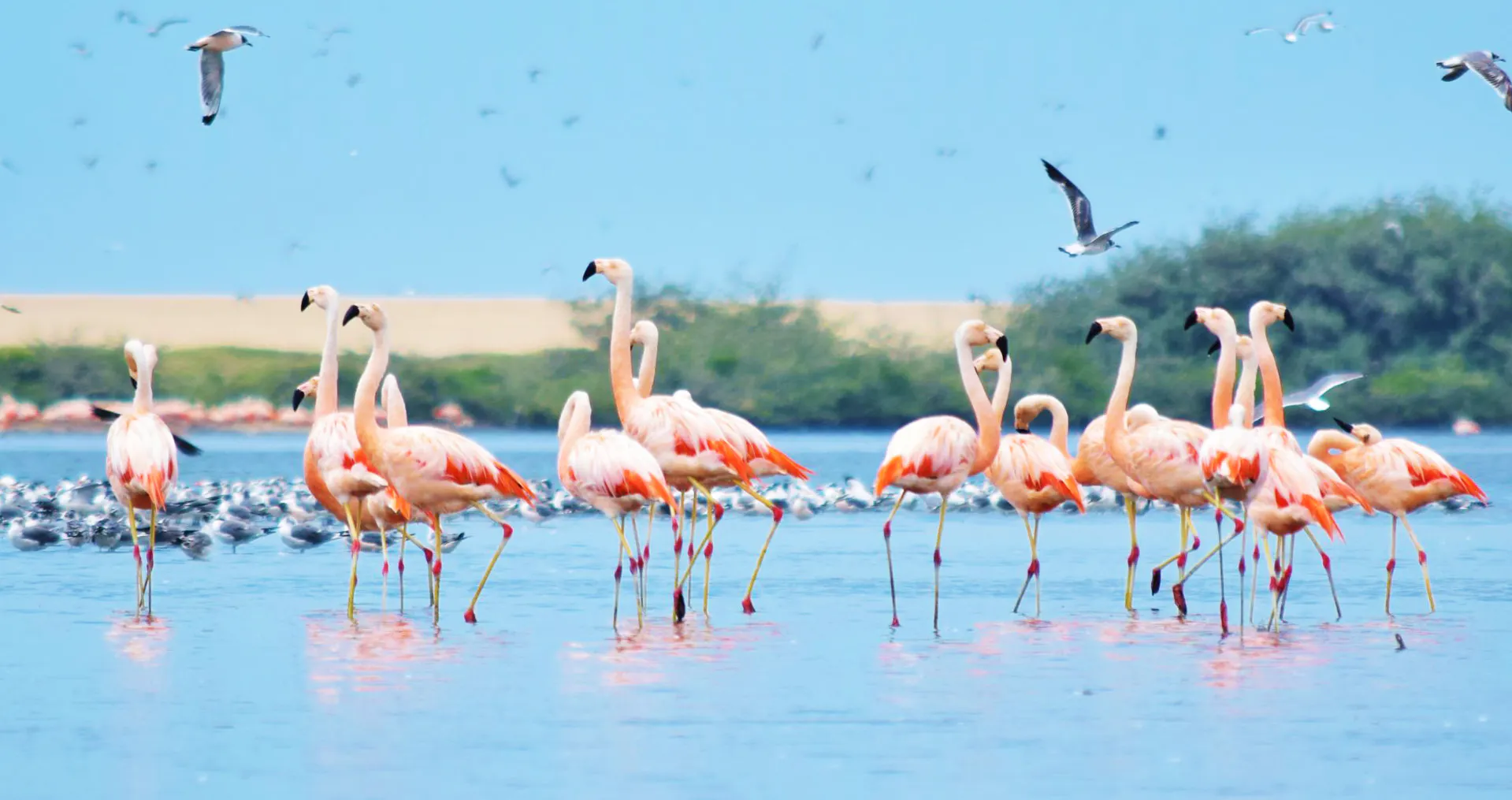 Grupo de flamencos descansando en manglares de san pedro vice