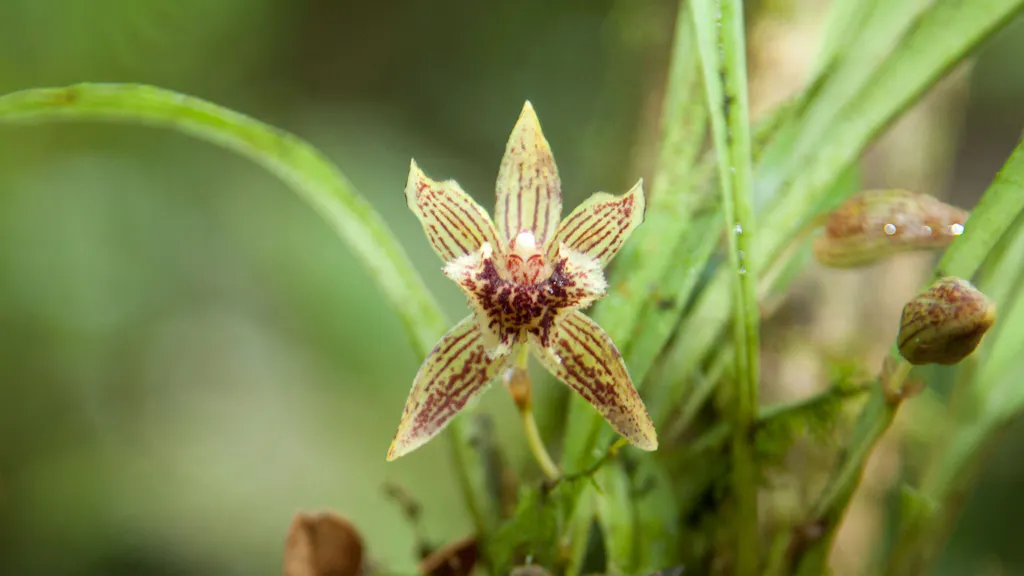 orquidea-ahuashiyacu Orquidea amarillo cafesosa en camino a catarata