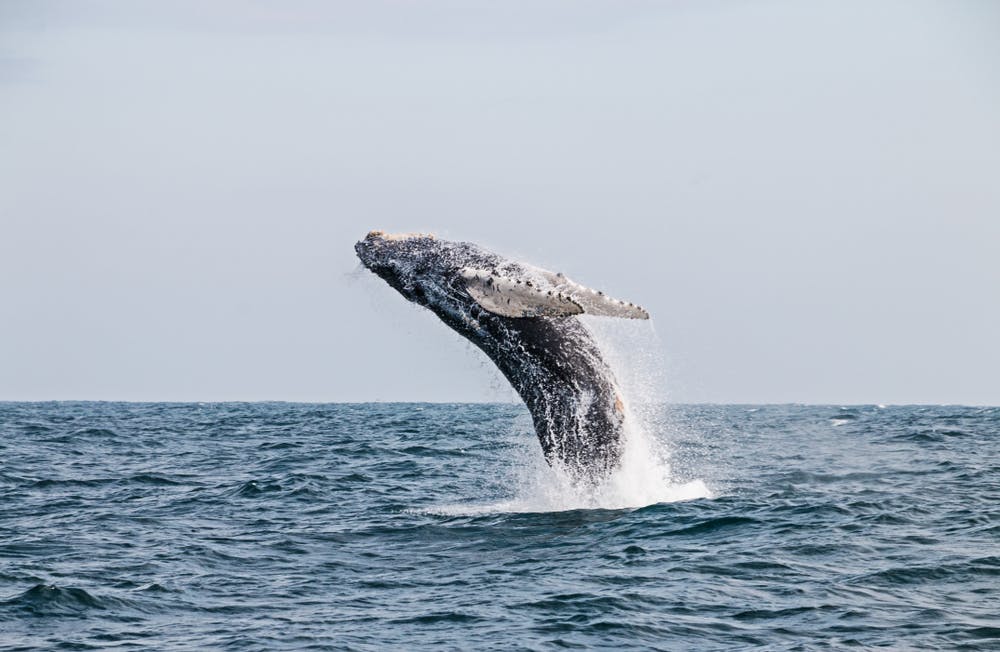 Ballena Jorobada en medio del pacífico en Piura