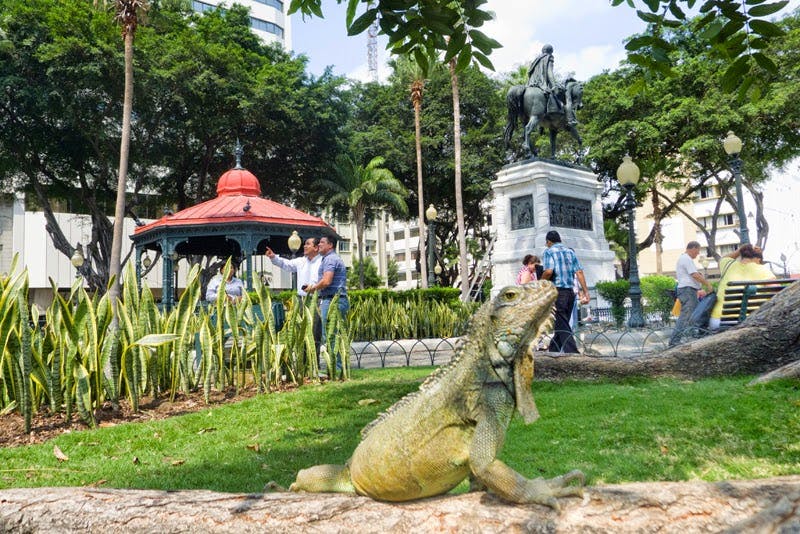 Iguana en una plaza de Guayaquil en Ecuador