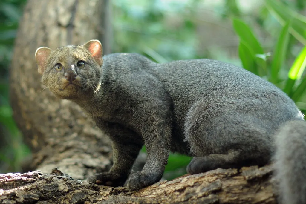 jaguarundi-lambayeque Pequeño felino llamado jaguarandi en un árbol